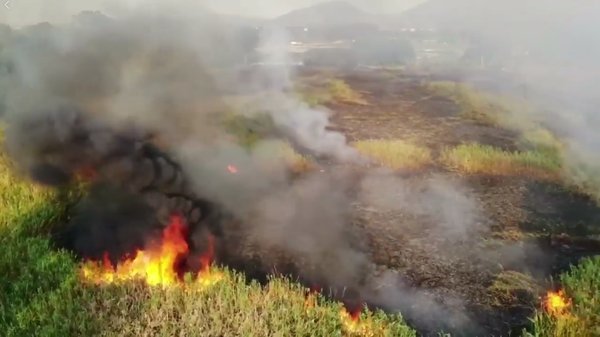 火燒南生圍　逾萬候鳥失棲息地